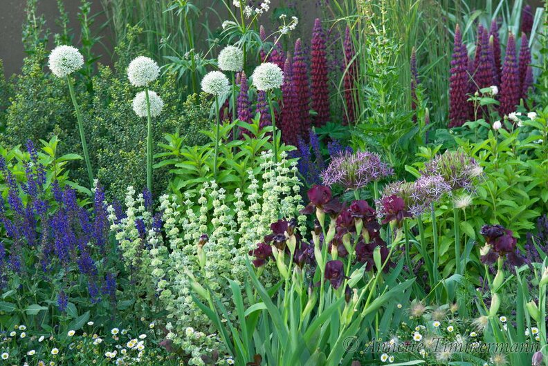 Iris Black knight ,Lupinus, Pulsatilla vulgaris, Nepeta Kit Kat , Allium, Lavandula stocheas, Geum, Erigeron, Salvia 4DPJU0.jpg