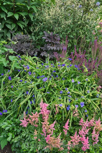 Silberkerze, Cimicifuga simplex Brunette , Tradescantia x andersoniana Bärbel , Astilbe Rheinland , Salvia nemorosa Ostfriesland 6KAU6H.jpg