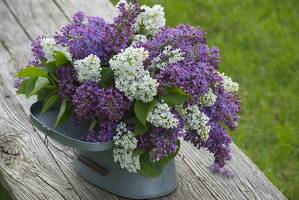 Bouquet of lilacs in a tin pot