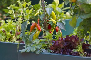 Kitchen Garden